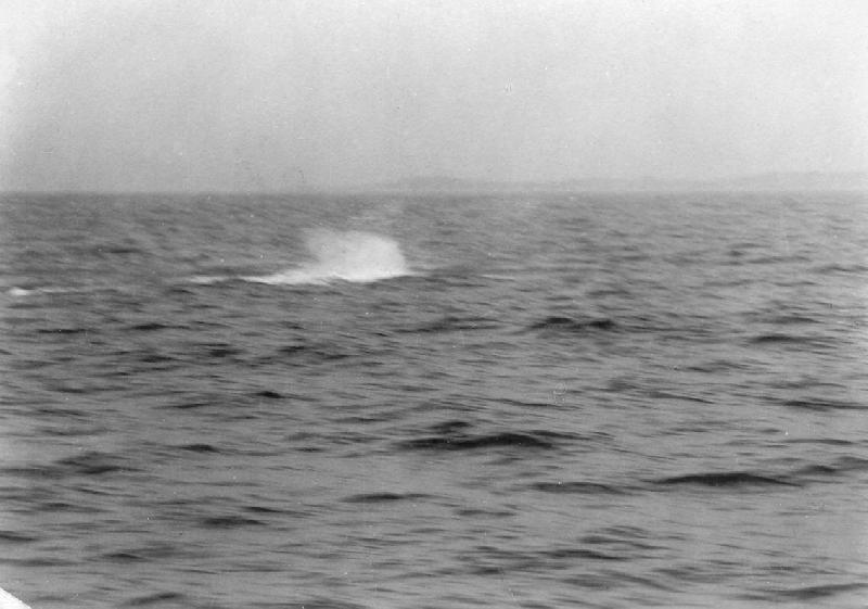 Torpedo practice head reaching the end of its run